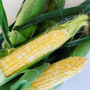 Nirvana Sweet Corn Seed