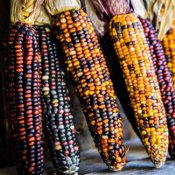 Ornamental Corn Seeds