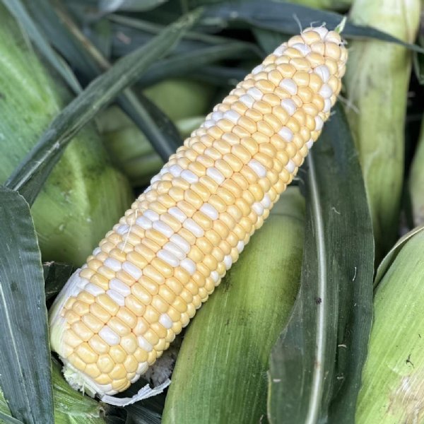 Peaches & Cream Sweet Corn Seed