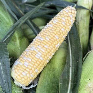 Peaches & Cream Sweet Corn Seed