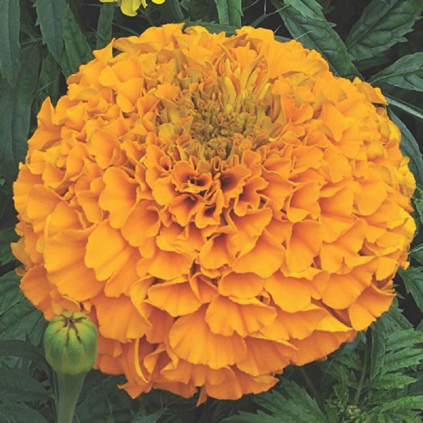 Perfection™ Orange Marigold Seed