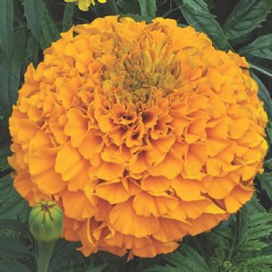 Perfection™ Orange Marigold Seed