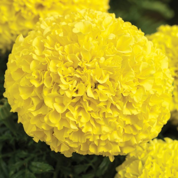 Perfection™ Yellow  Marigold Seed