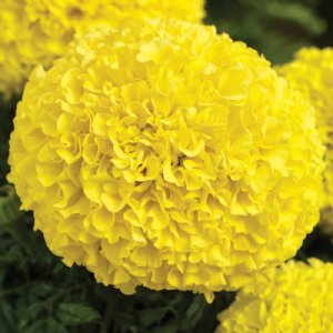 Perfection™ Yellow  Marigold Seed