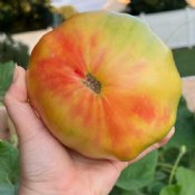 Pink / Other Heirloom Tomato Seeds