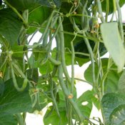Pole Bean Seeds
