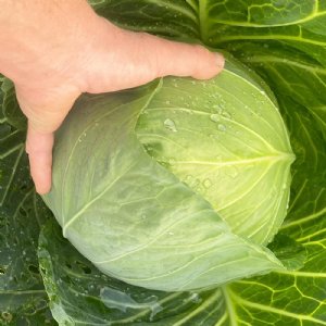 Primo Vantage Cabbage Seed