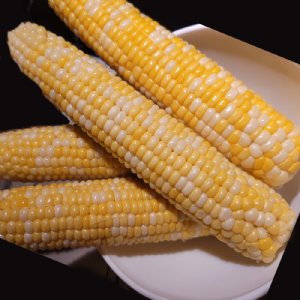 Progression Sweet Corn Seed
