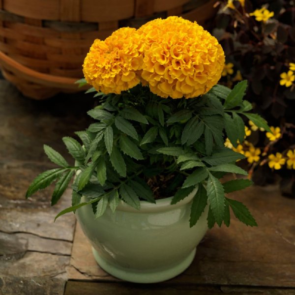 Proud Mari Gold Marigold Seed