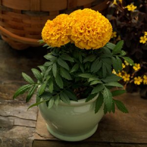 Proud Mari Gold Marigold Seed