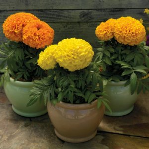 Proud Mari Mix Marigold Seed