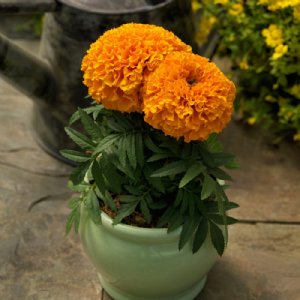 Proud Mari Orange Marigold Seed