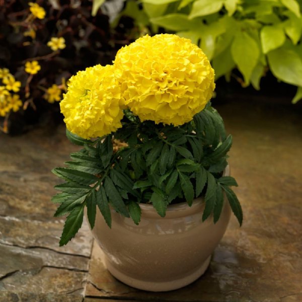 Proud Mari Yellow Marigold Seed