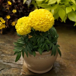 Proud Mari Yellow Marigold Seed