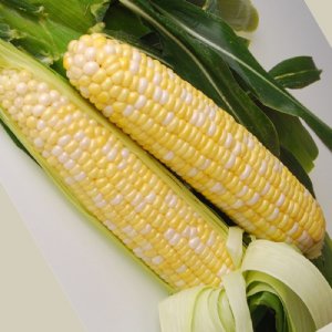 Quickstart Sweet Corn Seed