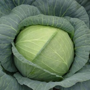 Royal Vantage Cabbage Seed