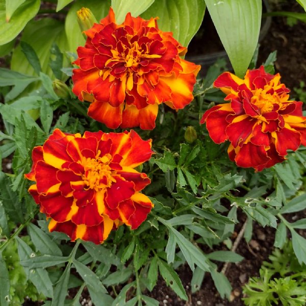 Safari Bolero Marigold Seed