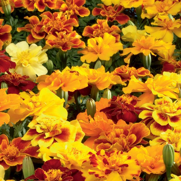 Safari Mix Marigold Seed