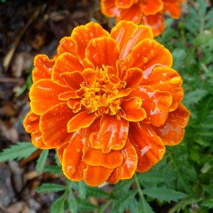 Safari Orange Marigold Seed