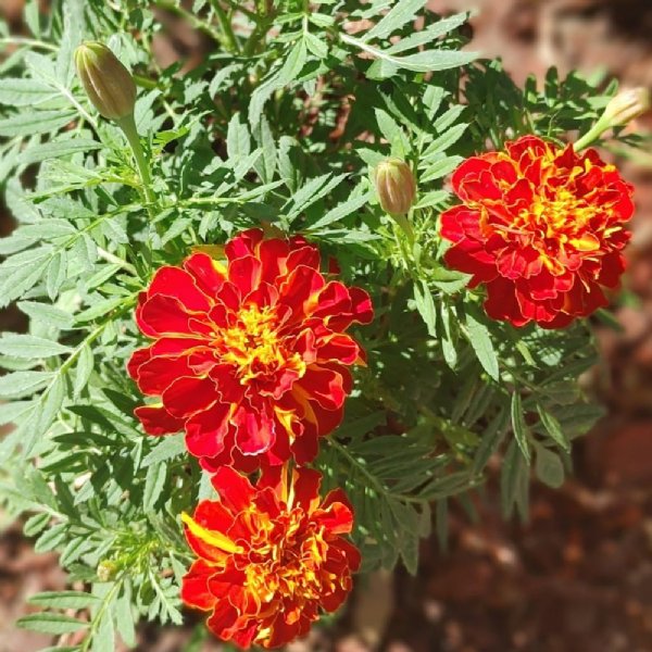 Safari Scarlet Marigold Seed