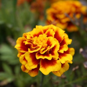 Safari Yellow Fire Marigold Seed