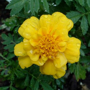 Safari Yellow Marigold Seed