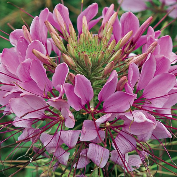 Sparkler Lavender Cleome Seed
