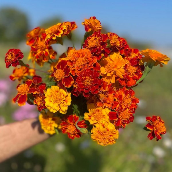 Sparky Mix Marigold Seed