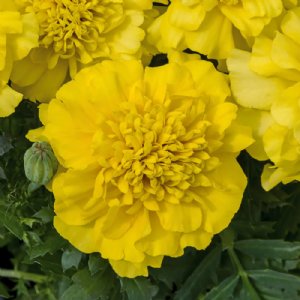 Super Hero Deep Yellow Marigold Seed