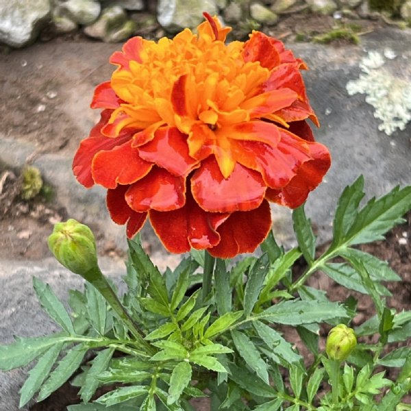 Super Hero Harmony Marigold Seed