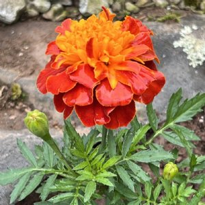 Super Hero Harmony Marigold Seed