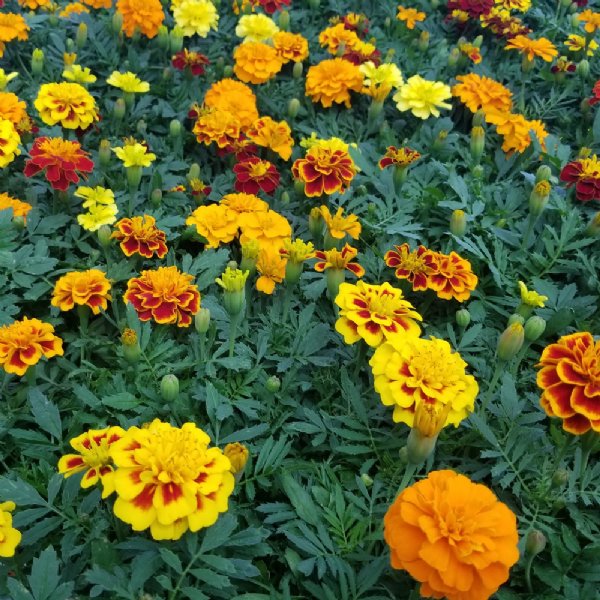 Super Hero Mix Marigold Seed