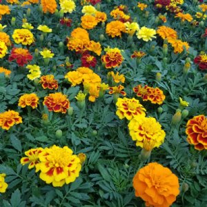Super Hero Mix Marigold Seed