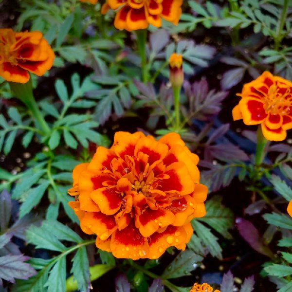 Super Hero Orange Bee Marigold Seed