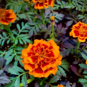 Super Hero Orange Bee Marigold Seed
