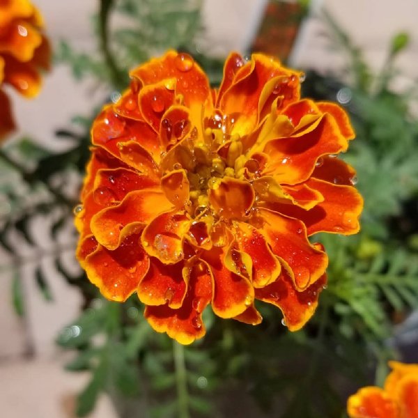 Super Hero Orange Flame Marigold Seed