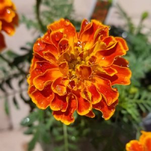 Super Hero Orange Flame Marigold Seed