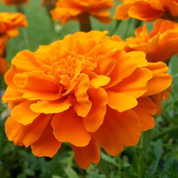 Super Hero Orange Marigold Seed