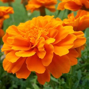 Super Hero Orange Marigold Seed