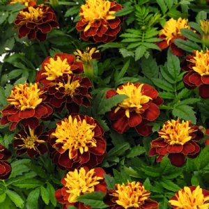 Super Hero Spry Marigold Seed