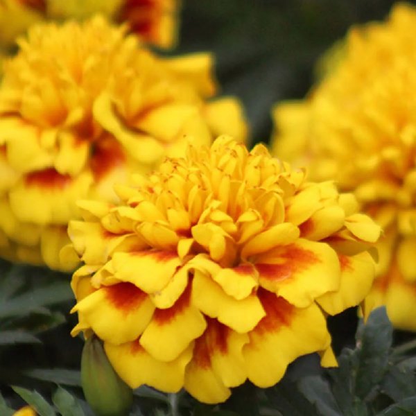 Super Hero Yellow Bee Marigold Seed