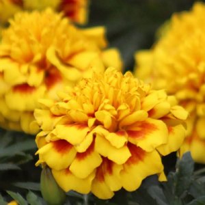 Super Hero Yellow Bee Marigold Seed