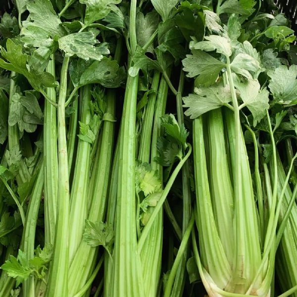 Tango Celery Seed