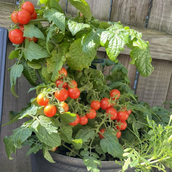 Tiny Tim Tomato Seeds