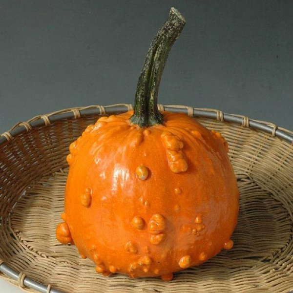 Toad Pumpkin Seed