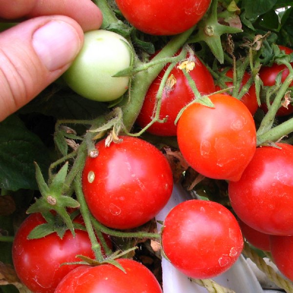 Totem Tomato Seeds