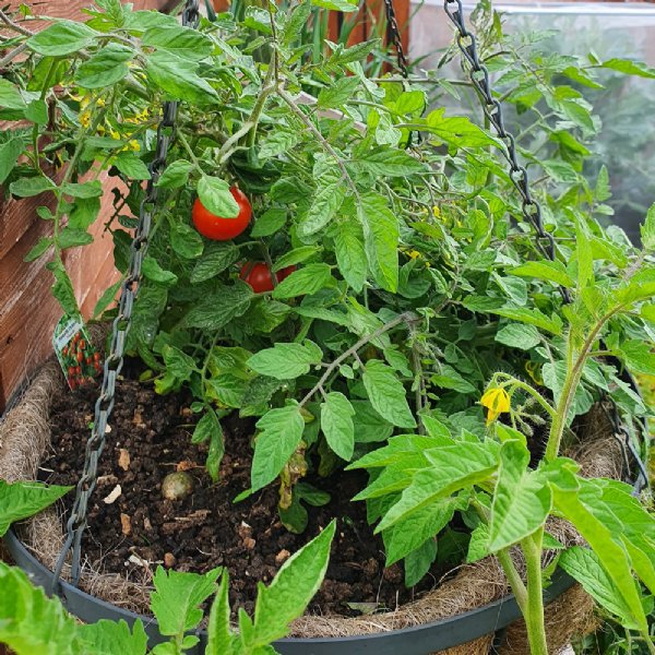 Tumbler Tomato Seeds