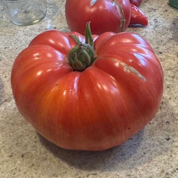 Vintage Wine Tomato Seeds
