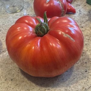 Vintage Wine Tomato Seeds