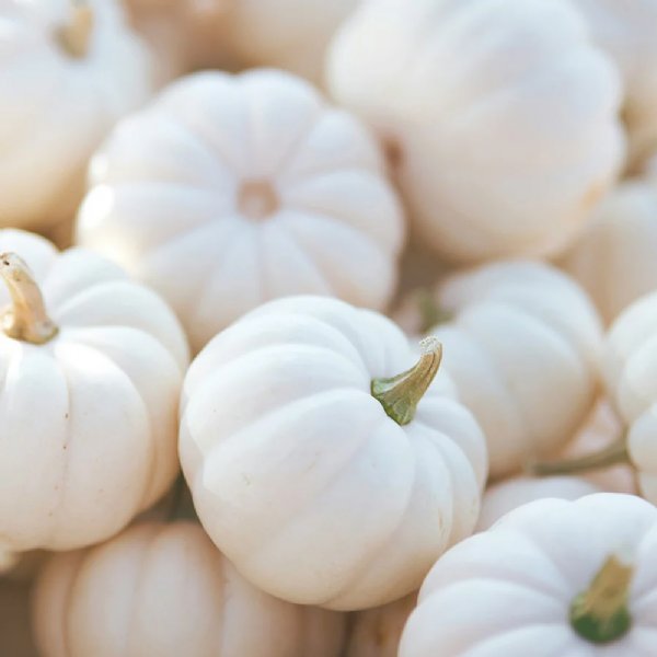 White Harvest Pumpkin Seed